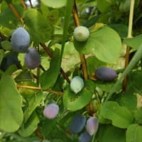 生活保護判決　生存権取り戻してこそ