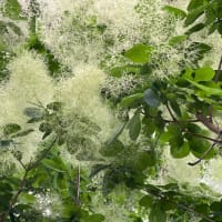 紫陽花　・   スモークツリー