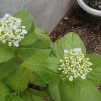 さつま芋の植え付け