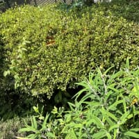 庭の植木の剪定が続きます。