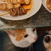 飛び込まんといて