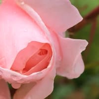 薔薇が再び