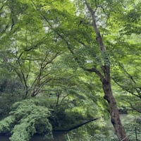 【小5】息子と岡本太郎美術館とプラネタリウムデート