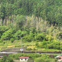 タケヤブカレタ
