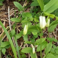 丸山高原の草花