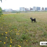 らんは子熊？
