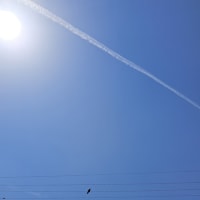 カラス