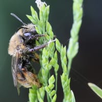 惰眠を貪るハチ