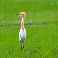 アマサギ