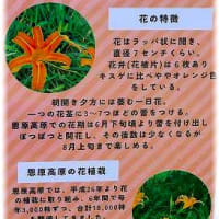ニッコウキスゲ「恩原高原」 岡山県苫田郡鏡野町上齋原