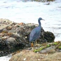 03/29探鳥記録写真：狩尾岬の鳥たち（クロサギの採餌模様、ウミアイサの群れ、イソヒヨドリ♀、）
