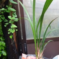 山採り苗（交配種）を植え替えました。