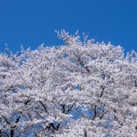 東京八王子　　　　　　　　　　2024　桜