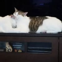 TVの前はダメだよ！