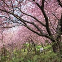 河津桜と菜の花がとても綺麗に咲いていました。