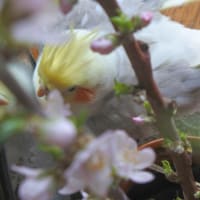 もものはなと　なの・・・