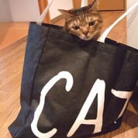 cat　in　CATS！？