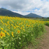 蒜山高原のひまわり・蒜山ジャージーランド