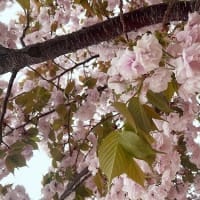 奏の杜公園　八重桜が綺麗