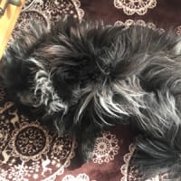 我が家のペットたちの近況。