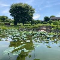 ザリガニ釣りの暑い1日🦞