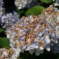 6月半ば過ぎのユリと宿根草　その1