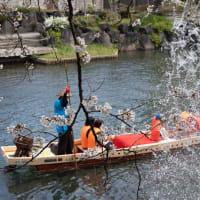 桜満開の水門川