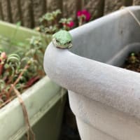 じっとたたずむカエル