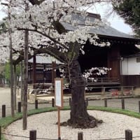 桜が満開の靖国神社