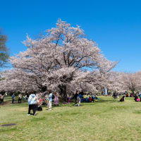 桜とチューリップの昭和記念公園を歩く