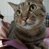 近況とブログの引越し先について