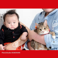 8/20　猫と100日記念撮影♪　札幌写真館ハレノヒ