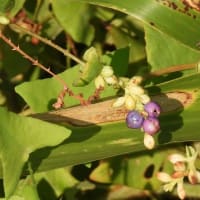 早朝の散歩　稗田町で植物調べ２