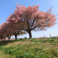2025/3/22（土） 14時頃 の #河津桜 （ 千葉県 #佐倉市 #西志津スポーツ等多目的広場 #西志津河津桜まつり ）