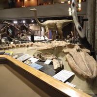 恐竜好きには堪らない？。群馬県立自然史博物館は常設展も見どころ満載でした。