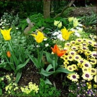 今日の庭仕事＜４月１５、１６日＞★素敵になった花壇