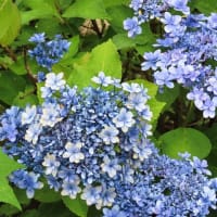 祇園　円山公園の桜猫たち