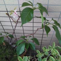 🌸未曾有か…🌸