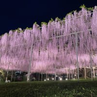 2025・GW関東フラワーフェス訪問