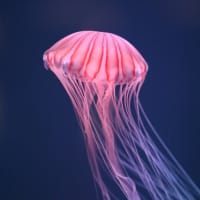 四国水族館Ⅱ