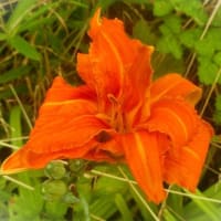 7月上旬の花写ン歩