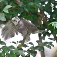 心に残る情景*「鳥景」見沼の小さな森、ツミの家族