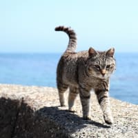 九州F島の猫たち　2025年4月　その7