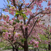 東山動植物園の桜の回廊が見応えありました♪