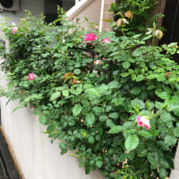 あれ？これは？　予想と違う　花咲いた🌹