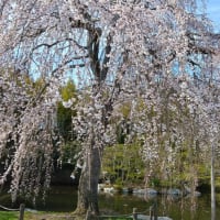 終わりよければの花見バスツアー