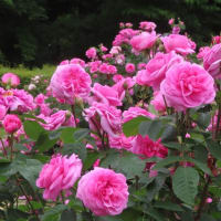 今日から６月、京都府立植物園のバラでスタート
