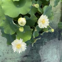 蓮の花