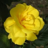 バラ園のバラNO12黄色の記録：2024／ 3／11～4／25開花～5／15Noテープ付ける