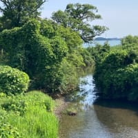 佐鳴湖への散歩